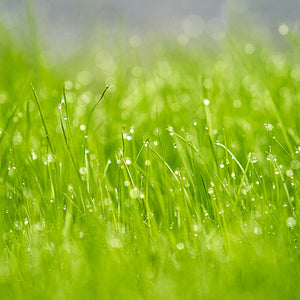 April Showers!