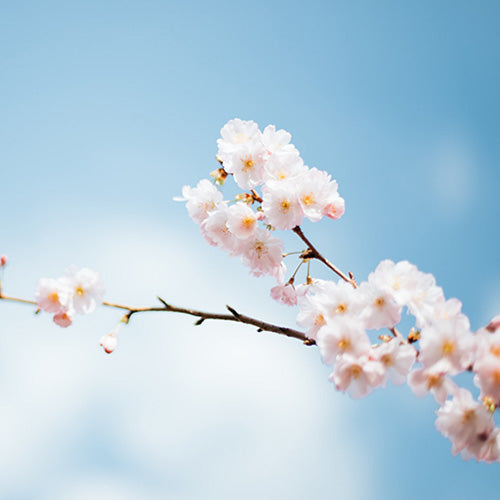 Spring New Beginnings