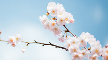 Spring New Beginnings